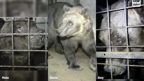 Loir-et-Cher : les dresseurs du cirque Poliakov relaxés